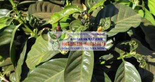 Bệnh bạc lá trên cây cà phê: nguyên nhân và cách khắc phục