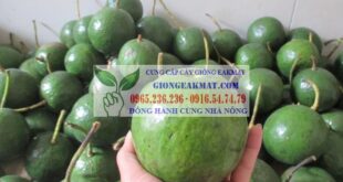 Bí quyết chọn bơ ngon không đắng tốt cho sức khỏe