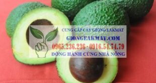 Bán cây bơ Hass giống trái vụ năng suất cao