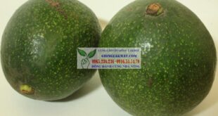 Bán cây bơ Reed giống giá trị kinh tế cao