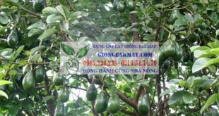 Điều kiện sinh thái để cây bơ phát triển tốt cho năng suất cao