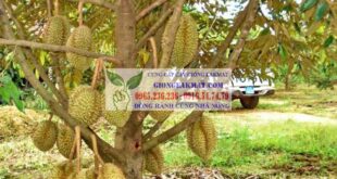 Điều kiện sinh thái để phát triển cây sầu riêng