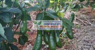 Giống bơ 034 – bơ sáp chín muộn