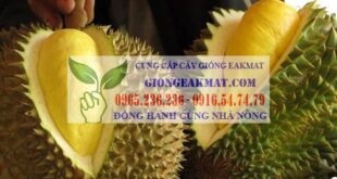Giống sầu riêng Dona năng suất chất lượng cao
