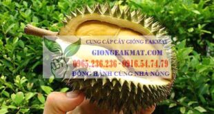 Giống sầu riêng Monthong Thái Lan