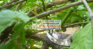 Hướng dẫn kỹ thuật cắt tỉa cành cho cây cà phê