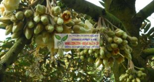 Kỹ thuật xử lý khi sầu riêng ra hoa trái mùa