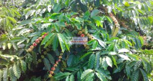 Nguồn gốc và những giống cây cà phê phổ biến ở Việt Nam