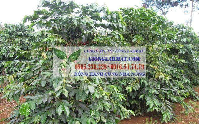 Nguồn gốc và những giống cây cà phê phổ biến ở Việt Nam