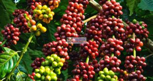 Giống cà phê vối TR9 - nguồn gốc, đặc điểm