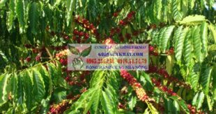 Giống cà phê vối TR4 nguồn gốc và đặc điểm