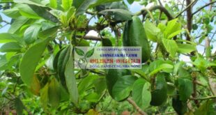 Nhận biết về nguồn gốc, phân loại và nơi phân bố cây bơ