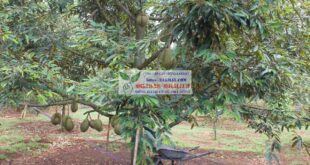 Những đặc tính thực vật học của cây sầu riêng