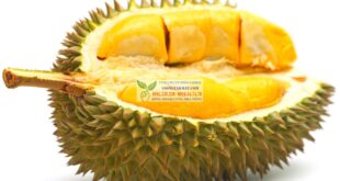 Những tác dụng phụ thường gặp khi ăn quá nhiều sầu riêng