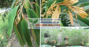 Những yếu tố ảnh hưởng đến chất lượng đậu quả trên cây sầu riêng