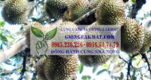 Phòng trừ bệnh thối trái trên cây sầu riêng