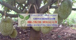 Phòng trừ sâu bệnh hại trên cây sầu riêng
