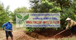 Quy trình bón phân đúng cách cho cây sầu riêng