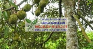 Thông tin tổng quan về cây sầu riêng