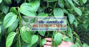 Giống tiêu Srilanka năng suất cao và kháng bệnh tốt