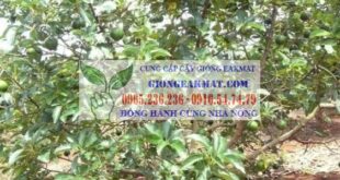 Tìm hiểu đặc điểm thực vật học của cây bơ