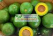 Bơ Booth 7- giống bơ bút chín muộn cho năng suất cao