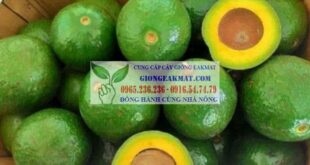 Bơ Booth 7- giống bơ bút chín muộn cho năng suất cao