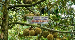 Tìm hiểu về giống sầu riêng cơm vàng hạt lép Ri6