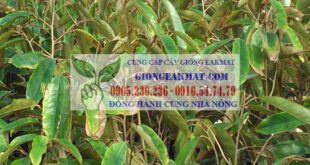 Triệu chứng và cách phòng trừ bệnh cháy lá, chết đọt trên cây sầu riêng