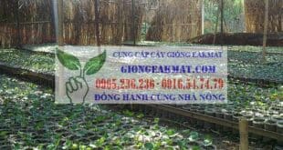 Cung cấp hạt giống cà phê vối TR4, TR9, TRS1