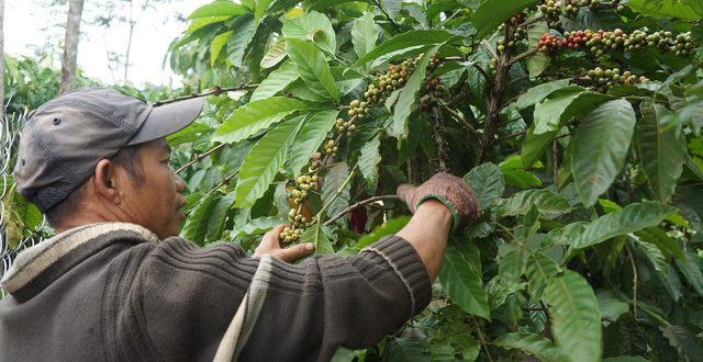 Phương pháp thu hoạch cà phê cho chất lượng cao