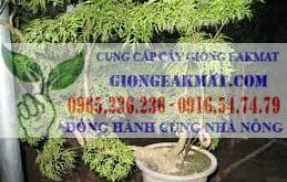 https://giongeakmat.com/cac-dac-diem-thuc-vat-hoc-cua-cay-dinh-lang