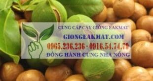 Cây giống Mắc ca nguồn gốc và đặc điểm thực vật học