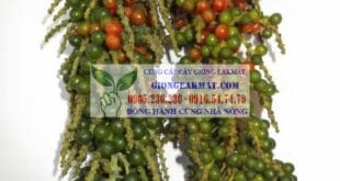 Nghiên cứu kỹ thuật sản xuất hồ tiêu ở các nước khác