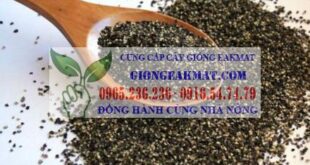 Những điều cần lưu ý khi sử dụng hạt tiêu đen