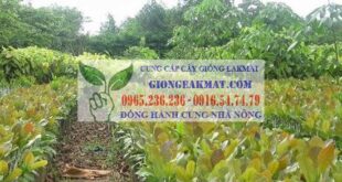 Tìm hiểu đặc điểm thực vật học của cây điều