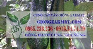 Cách chọn cây giống bơ sáp 034 tốt nhất