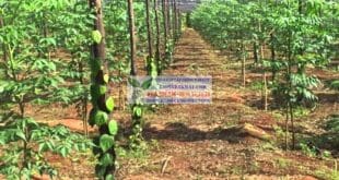 Hướng dẫn kỹ thuật buộc dây và làm cỏ tiêu