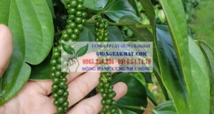 Giống Tiêu Srilanka