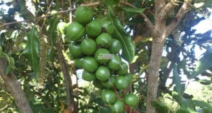 ăn mắc ca làm đẹp da, điều trị tiểu đường tốt cho tim mạch