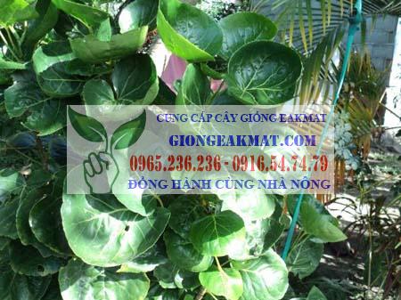 Cây đinh lăng giống