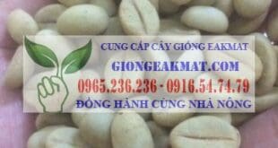 Giống cà phê cao sảnh xanh lùn Trường Sơn TS5