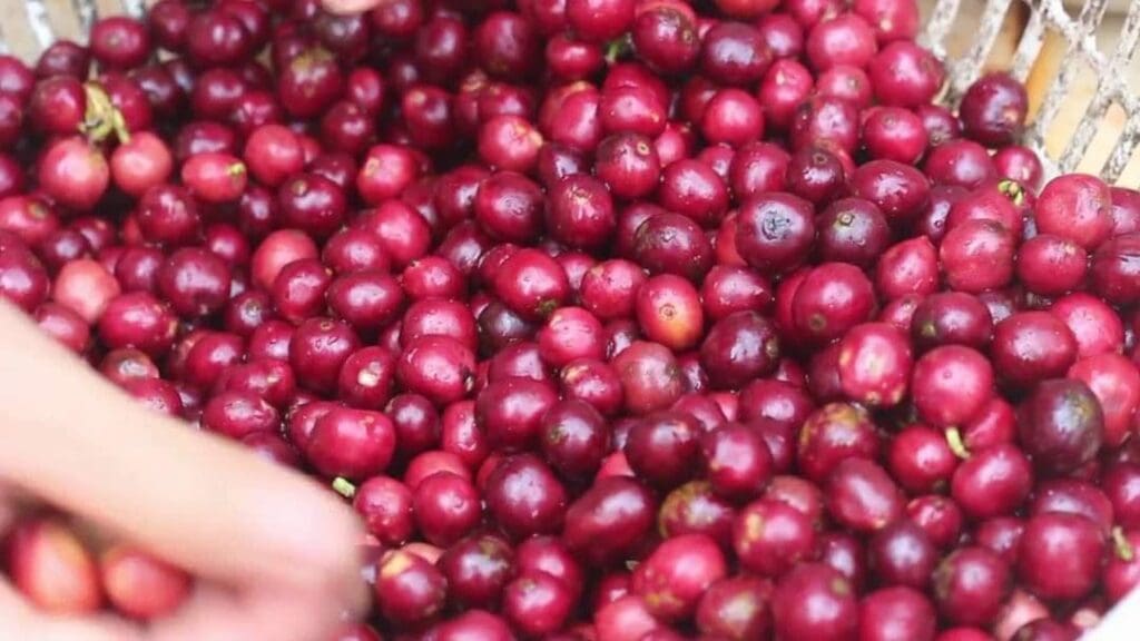 Cà phê giống viện Eakmat