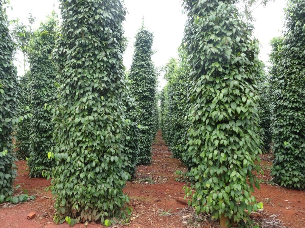 Cây Hồ Tiêu: Bật mí bí quyết trồng và chăm sóc hiệu quả