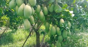 Bỏ túi kinh nghiệm trồng cây cho quả ngon, trái ngọt