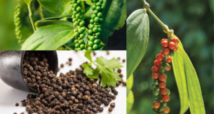 Cây Hồ Tiêu: Bật mí bí quyết trồng và chăm sóc hiệu quả