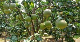 Bỏ túi kinh nghiệm trồng cây cho quả ngon, trái ngọt