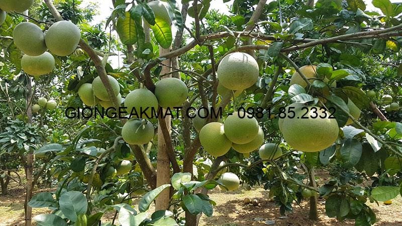 Bỏ túi kinh nghiệm trồng cây cho quả ngon, trái ngọt