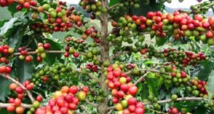 Thế Giới Tuyệt Vời Của Cây Cà Phê Việt Nam