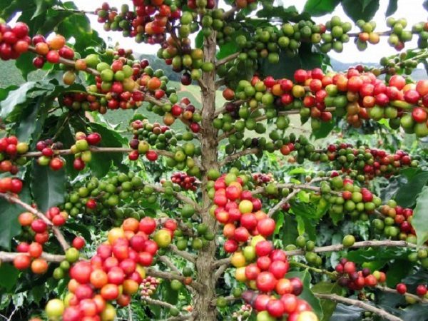 Thế Giới Tuyệt Vời Của Cây Cà Phê Việt Nam